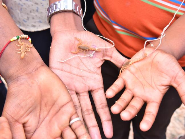 Devotees_20offer_20scorpions_20to_20Deity_20at_20Kodumur_20temple_20in_20Kurnool-9.jpg 7
