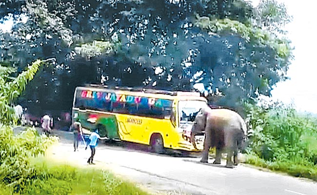 Elephant-Attack-On-Private-.jpg
