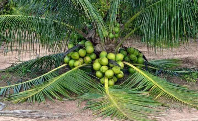 coconut-03.jpg