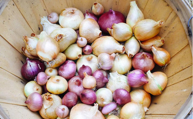 ONIONS.jpg