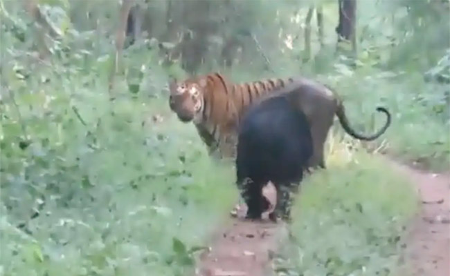 tiger.jpg