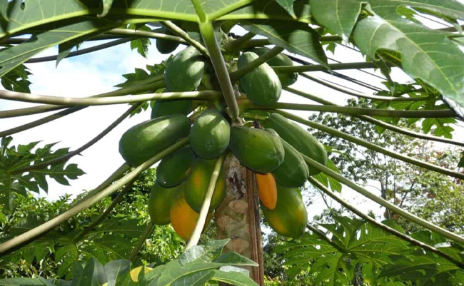papaya.jpg