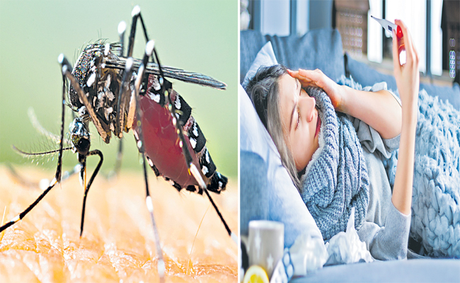 Dengue1.jpg