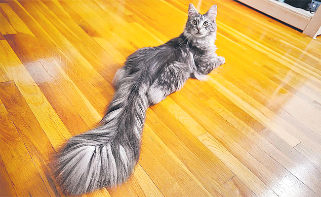 cat.jpg