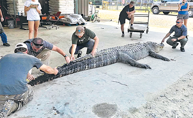 crocodile.jpg
