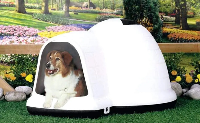 dog.jpg