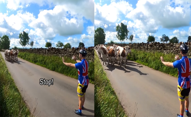 cow1.jpg