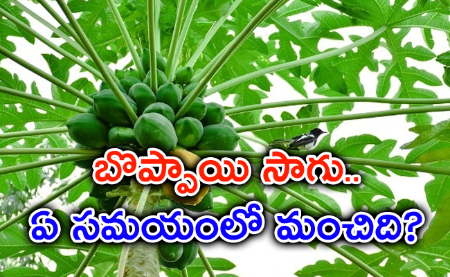papaya-harvest.jpg