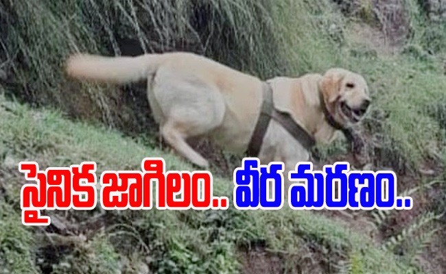 Armydog_img.jpeg
