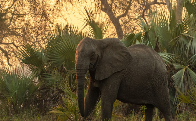 elephant.jpg