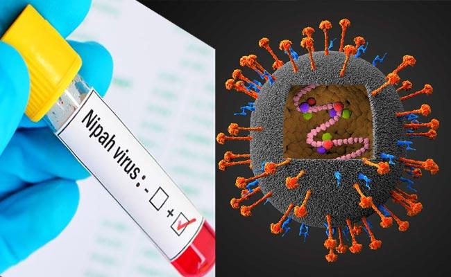 Nipah-Virus.jpg