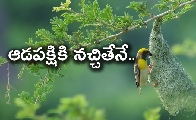 bird_650x400.jpg