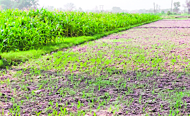AGRI_20LAND.jpg