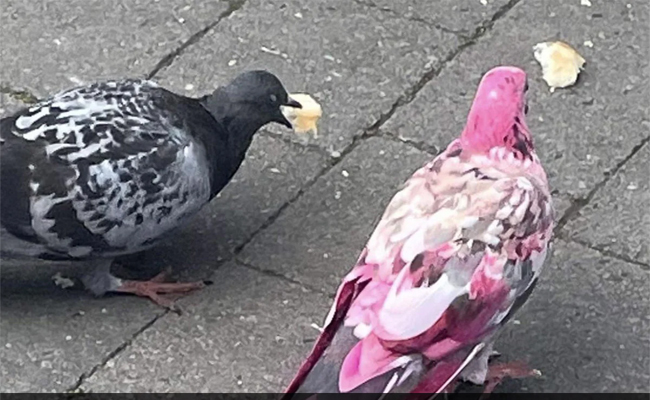 pigeon.jpg