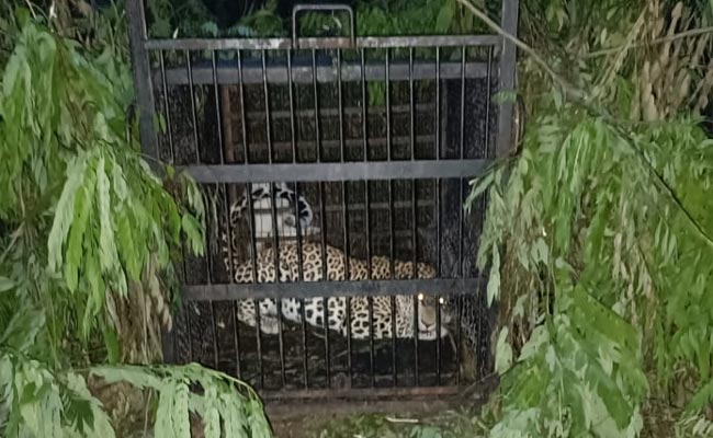 Leopard.jpg