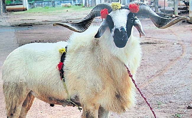 sheep.jpg