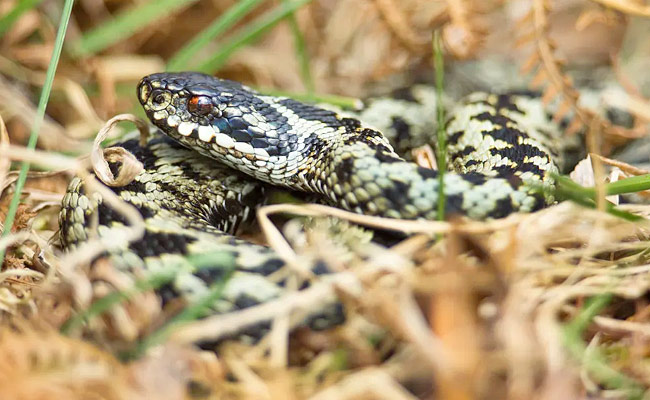 Snakes.jpg