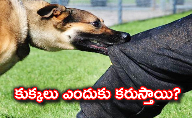 dogs-bite_0.jpg