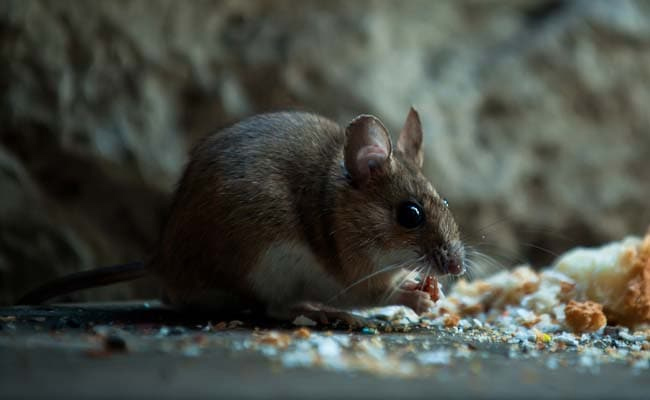 Rat_img.jpg