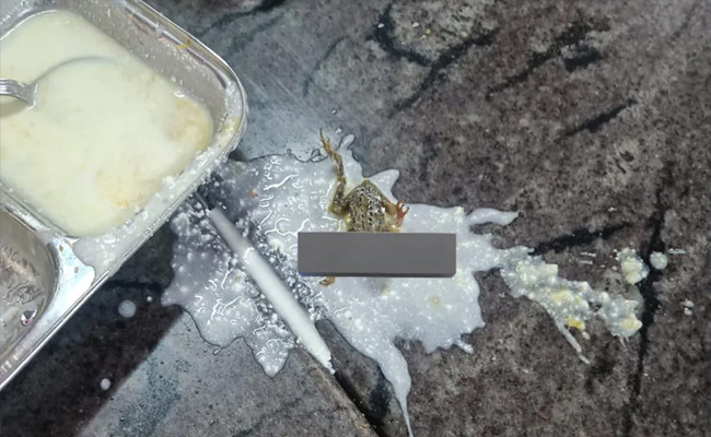 frog.jpg