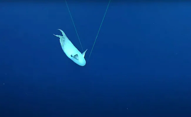 Fish.jpg