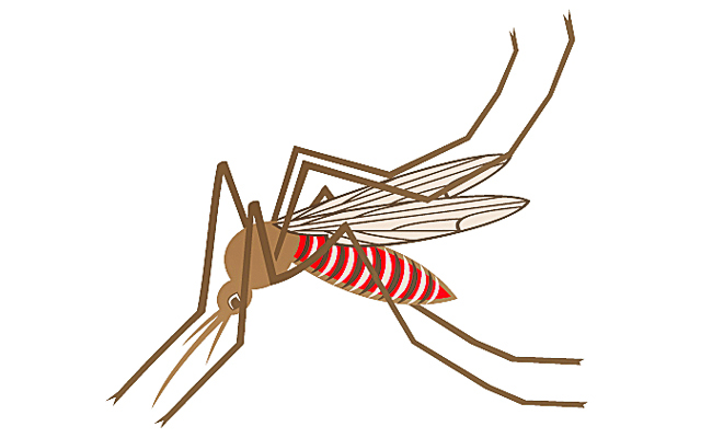MOSQUITO-2.jpg