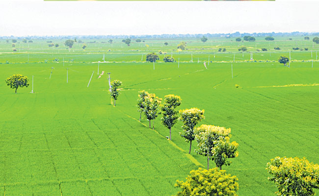 AGRICULTURE_20LANDS.jpg