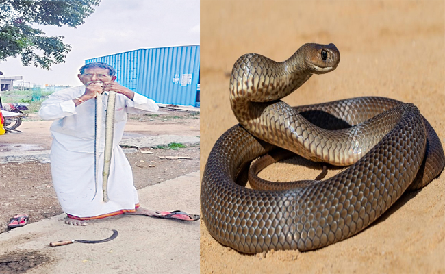 Snakes_20Man.jpg