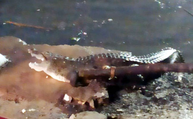Crocodile-Khairatabad.jpg