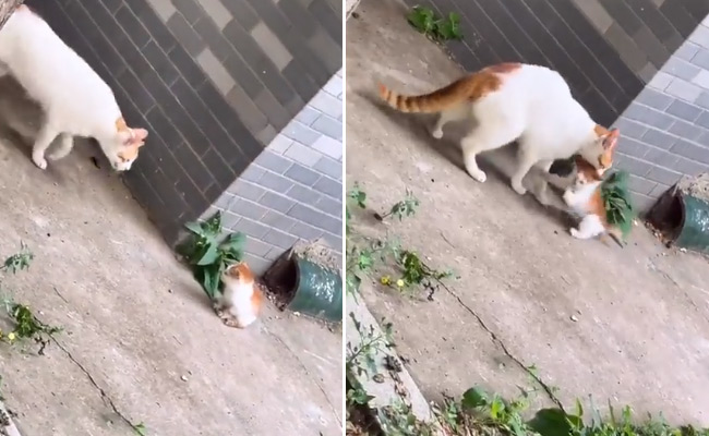 cat.jpg