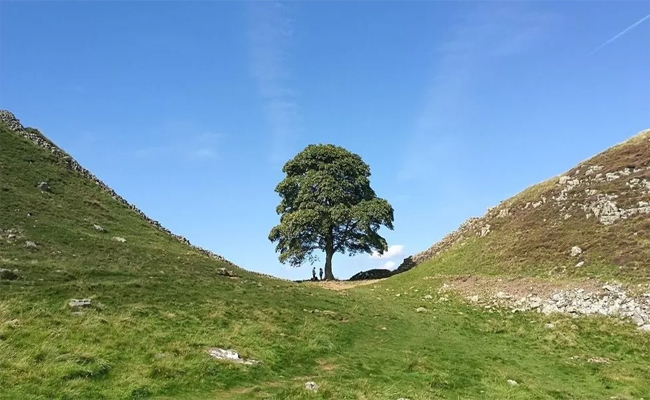 Tree.jpg
