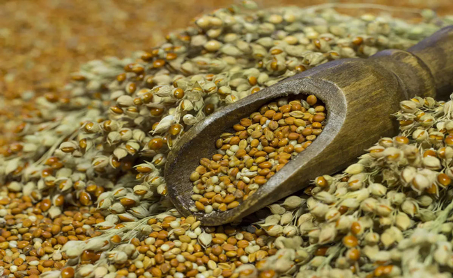 grains.jpg