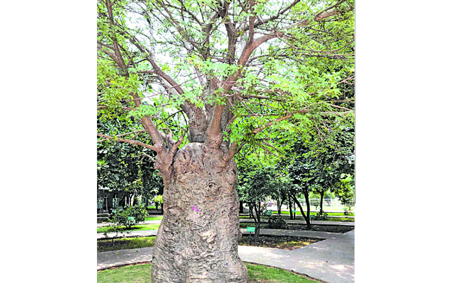 tree.jpg
