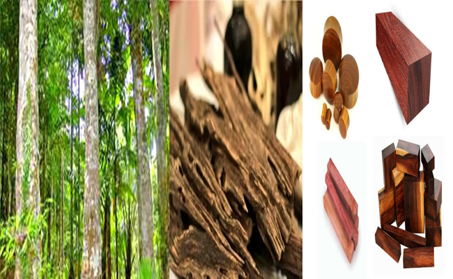 wood.jpg