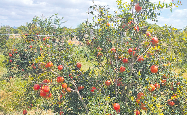 Pomegranate-Farmers-01.jpg