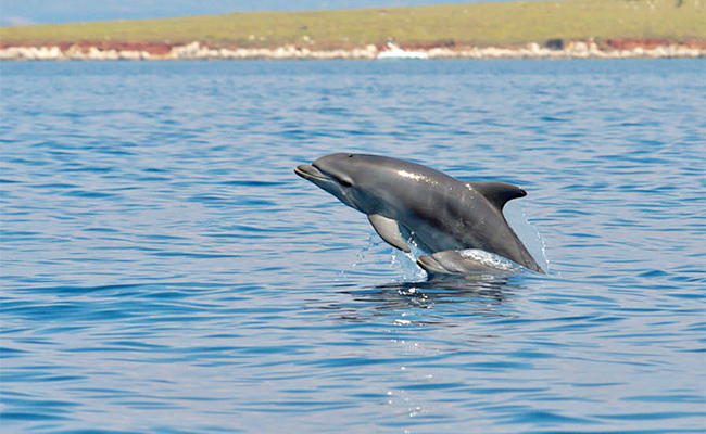 dolphins-in-Amazon.jpg