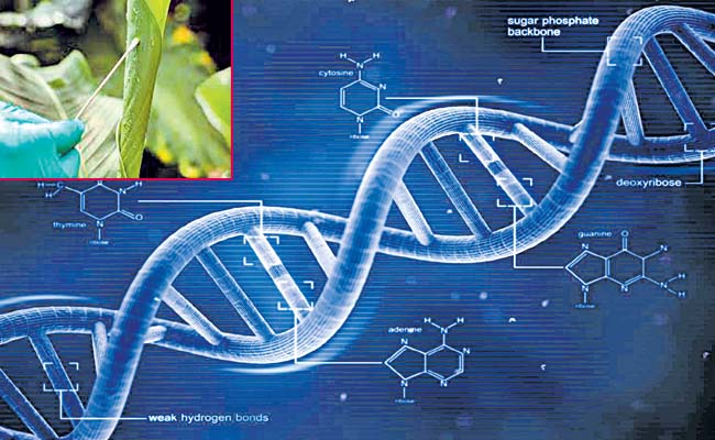 dna.jpg