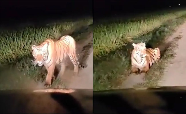 tiger.jpg
