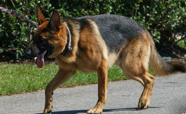 Dog_img.jpg