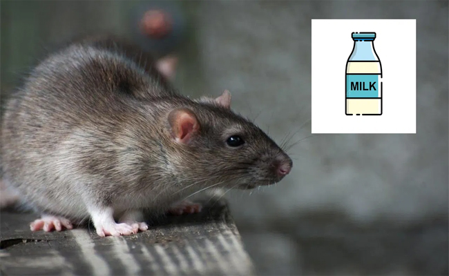 rat1.jpg