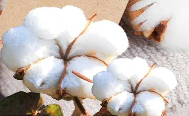 cotton.jpg
