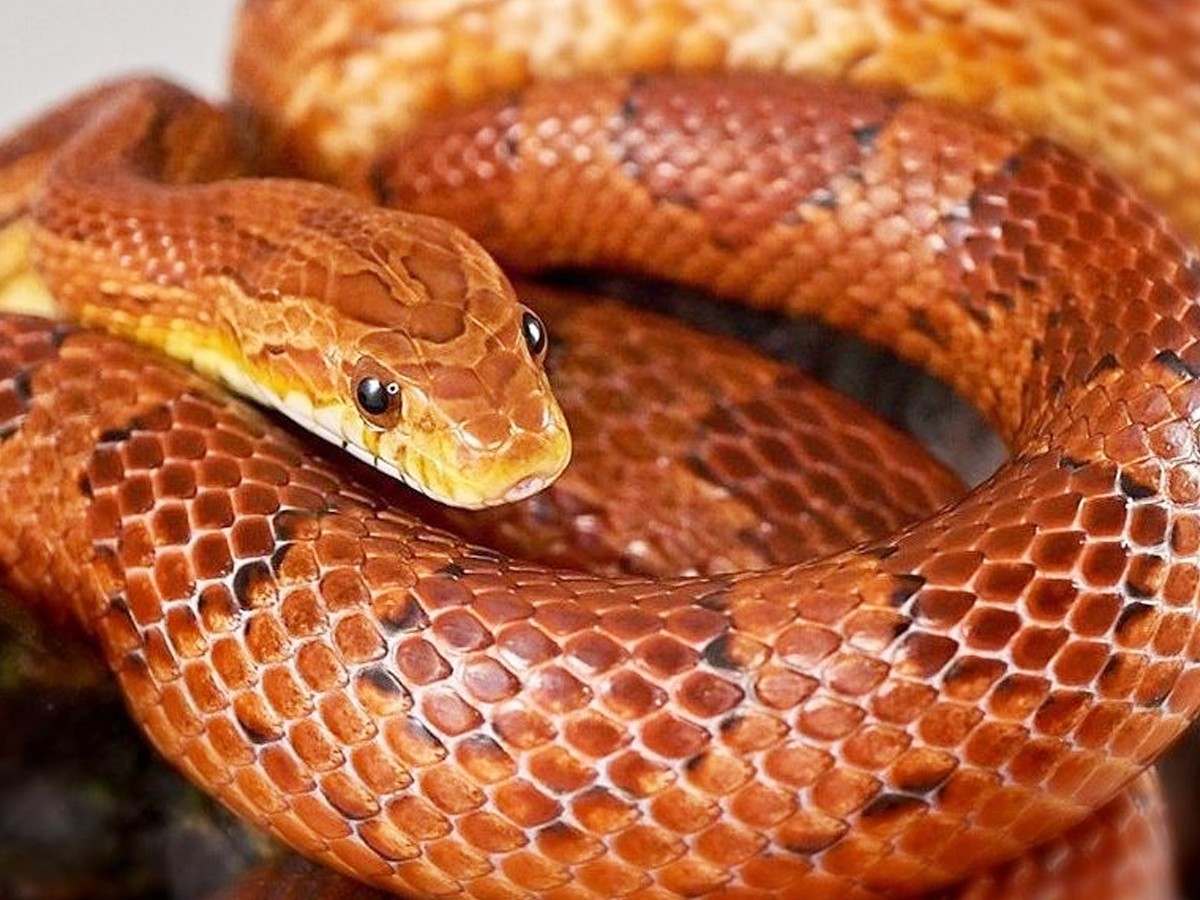 1._20Corn-Snake.jpg 2