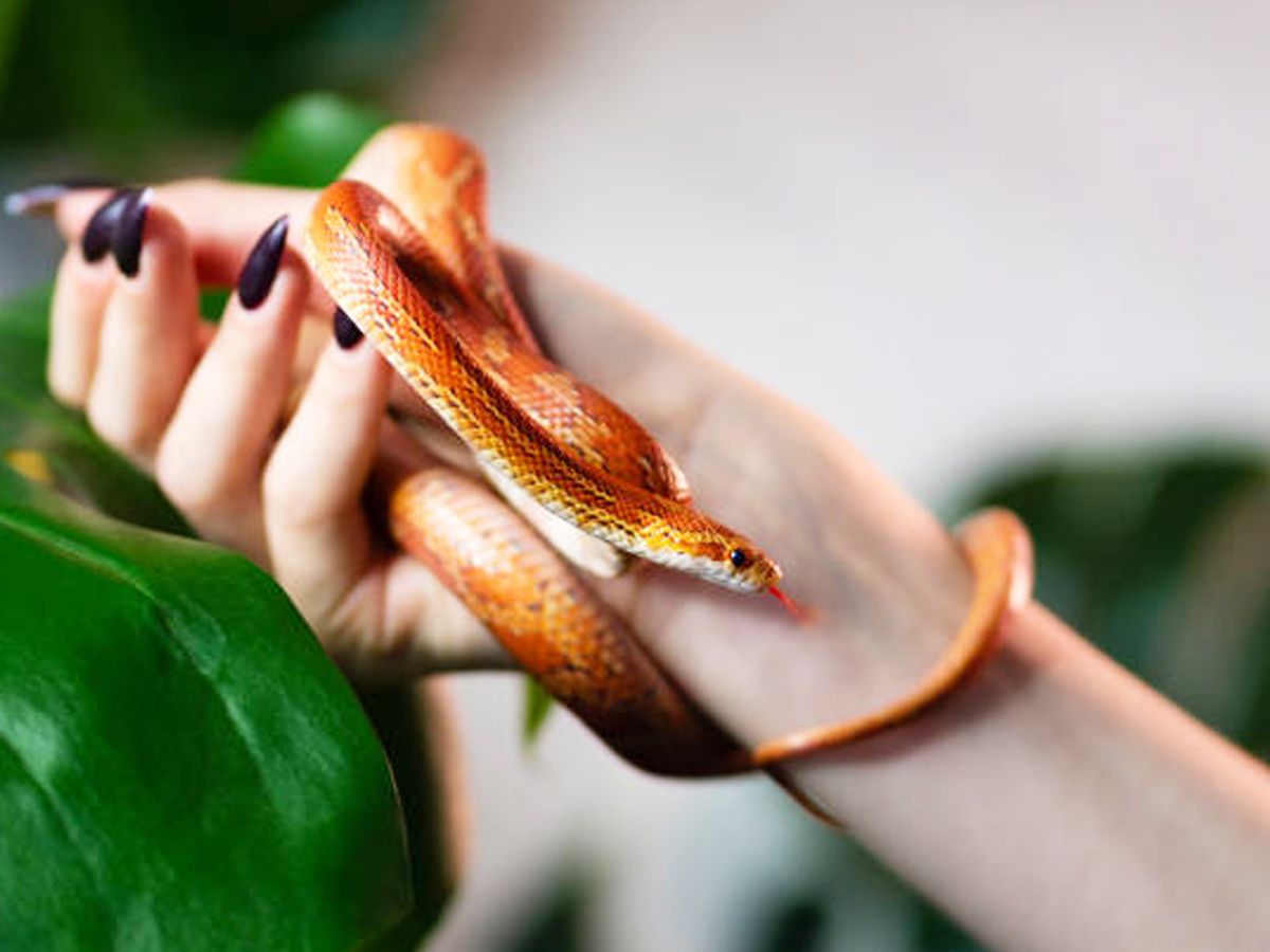 1._20Corn-Snake_1.jpg 3