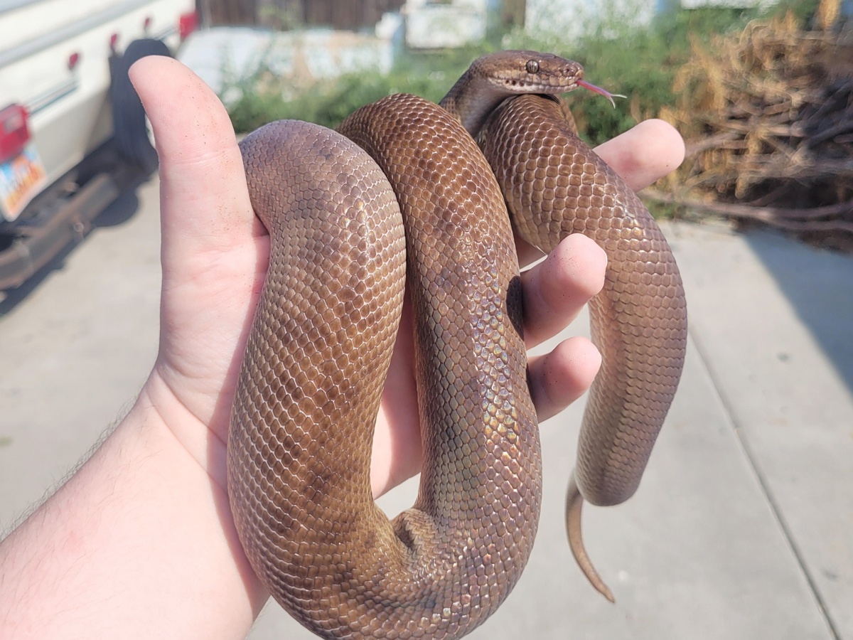 10._20Childrens-Python-1.jpg 21