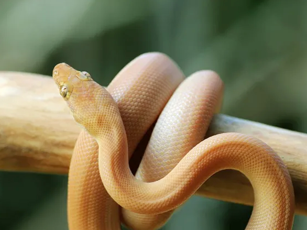 10._20Childrens-Python.jpg 20