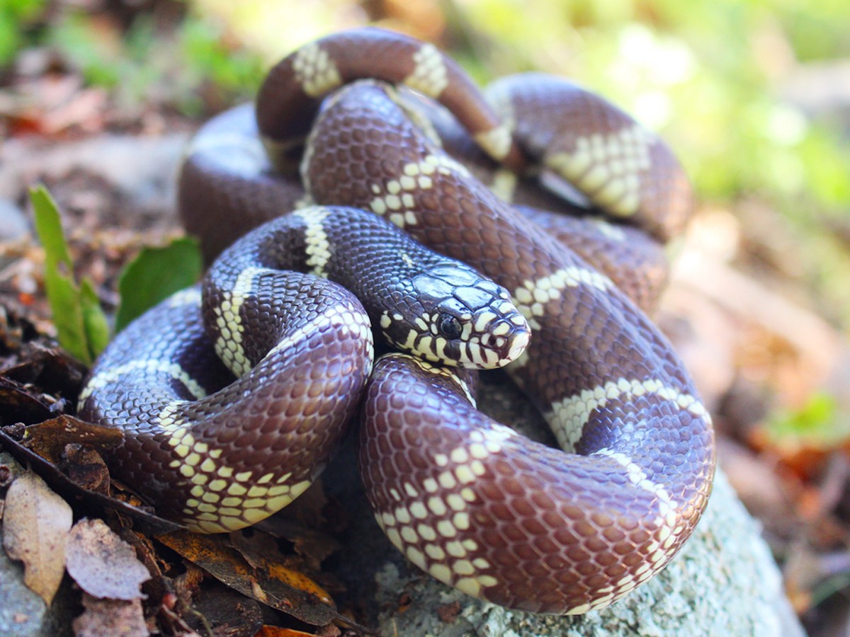 2._20California-Kingsnake.jpg 4