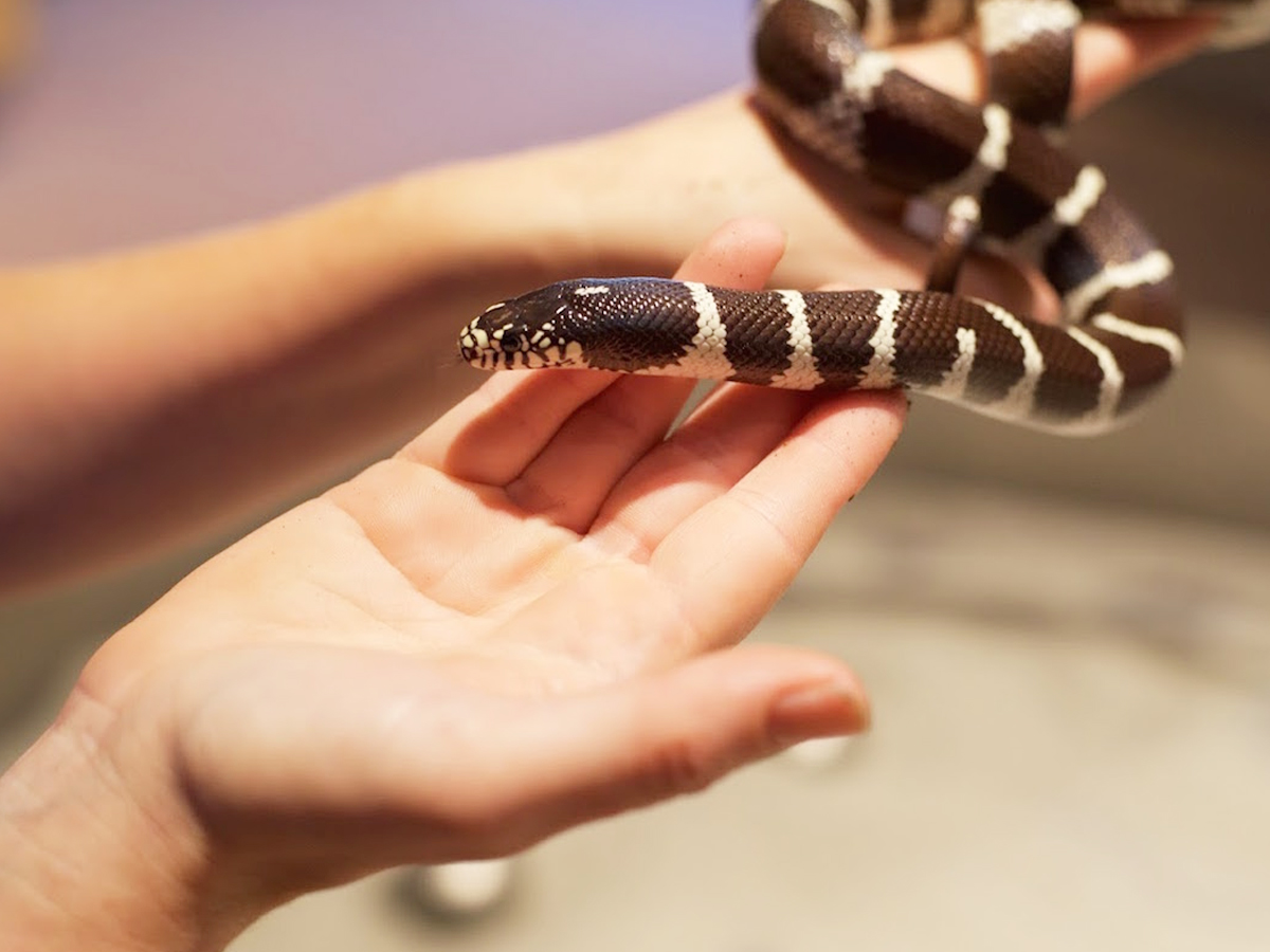 2._20California-Kingsnake_1.jpg 5