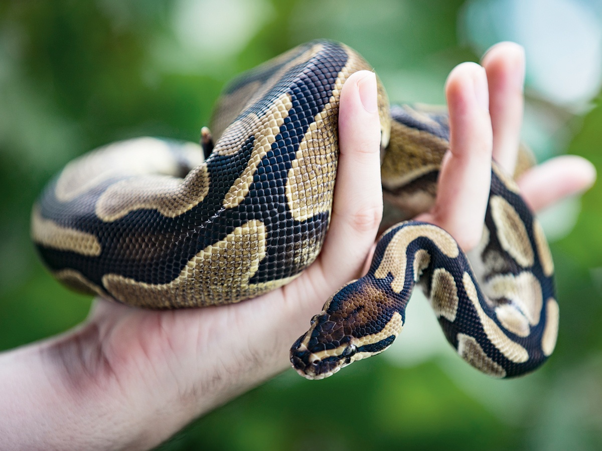 3._20Ball-Python.jpg 7