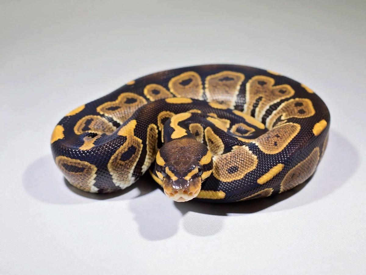 3._20Ball-Python_1.jpg 6