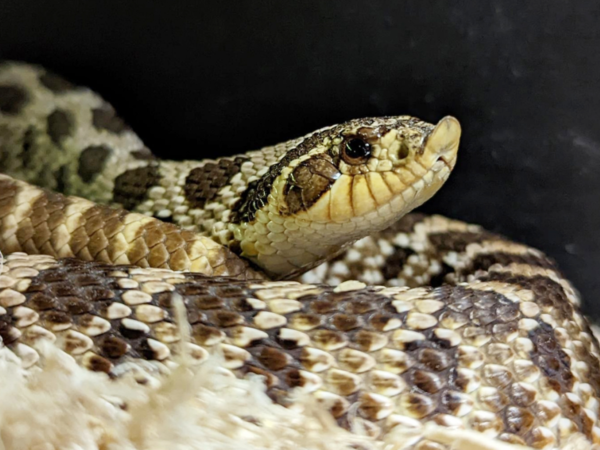 4._20Western-Hognose-Snake.jpg 8